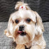 PET SHOW 50pcs Small Dog Hair Bows with Rubber Bands for Grooming Costumes