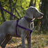 Mile High Life Night Reflective Double Adjustable Band Nylon Dog Combo Collar Leash and Harness Set, Purple, Large