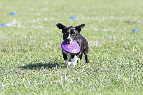 Hyperflite Pup Hyperflex Disc for Dogs Under 16" - 7 Inch / 90 Grams, Ultra Flexible