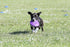 Hyperflite Pup Hyperflex Disc for Dogs Under 16" - 7 Inch / 90 Grams, Ultra Flexible