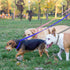 HOMIMP Slip Lead Dog Leash, 6 FT, 24 PCS Bulk Colors, Heavy Duty Nylon for Small Medium Large Dogs, Training