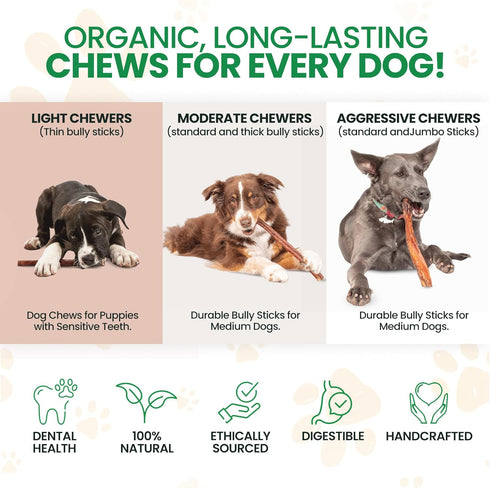 6 24 Count Thin Bully Sticks for Dogs - - Natural, Odor Free, High Protein, Grass-Fed Beef Pizzle Sticks for Dogs