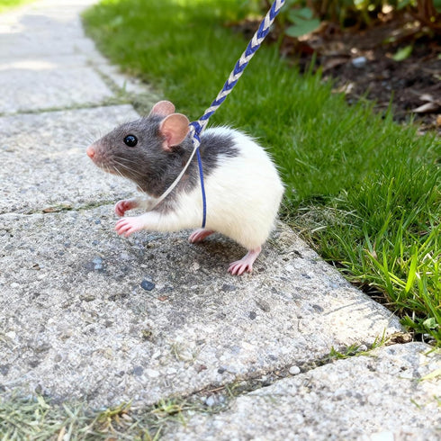 Exircy 3 Pack Rat Harness, Adjustable Hamster Leash Harness for Ferret Mouse Squirrel Small Animal