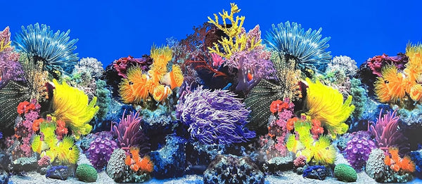 Fish Tank Background - Sea Anemone Coral Theme Double-Sided Poster for Aquarium Wallpaper