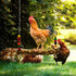 7 Packs Set, FANFX Chicken Toys Chicken Xylophone Toys for Hens, Chicken Bridge Swing Toys, Chicken Mirror Toys,Chicken