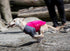 Solis UV Sun Protection Coverup Dog Shirt, XX-Small, Raspberry/Charcoal