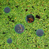 5pcs Aquarium Floating Plant Rings, Foam Fish Feeding Ring for Intercepts Floating Plants (Green)