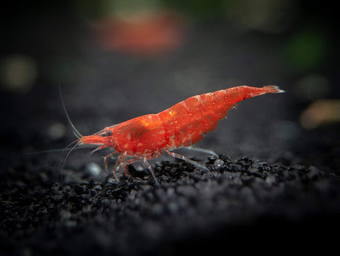 1 1/2 1 inch Aquatic Arts Live Freshwater Sakura Red Cherry Shrimp (Neocaridina davidi) - Breeding Age Young Adult