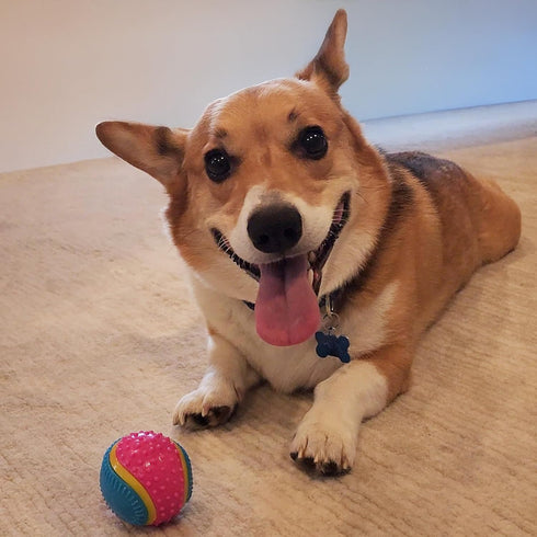 SPOT 5 2.5-inch Sensory Ball for Soft Chewers - Stimulates All Senses, Bell & Squeaker Sounds, Raised Nubs Clean Teeth