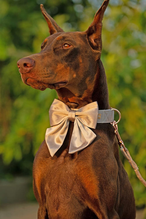 Unique Style Paws Silk Champagne Color Dog Collar, Adjustable Durable Dog Collar with Bow Wedding Bow Tie