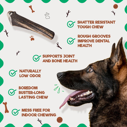 Jack&Pup Whole Elk Antlers for Dogs Large | Naturally Shed Rawhide Free Chews for Aggressive Chewers (1 Jumbo Antler)