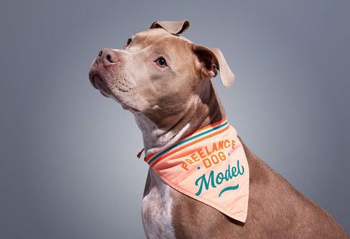 Brass Monkey Freelance Dog Model Dog Bandana – Durable Cotton Pet Bandana, One Size Fits Most – 9” W x 6” H with 30” Tie Ribbon – Cute Dog Accessories with Eye-Catching Design
