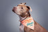 Brass Monkey Freelance Dog Model Dog Bandana – Durable Cotton Pet Bandana, One Size Fits Most – 9” W x 6” H with 30” Tie Ribbon – Cute Dog Accessories with Eye-Catching Design