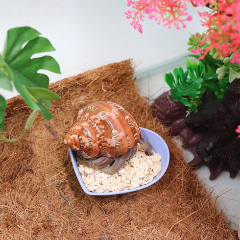 Neeenn 4 Pack Hermit Crab Plastic Food Dish, Hermit Crab Food & Water Bowl, Mini Food Dish Kit, Suitable for Hermit