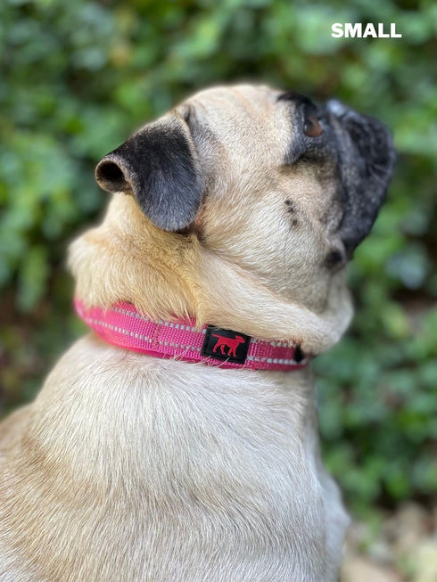 Heavy Duty Dog Collar with Handle | Ballistic Nylon Padded Reflective Collar with Adjustable Stainless Steel Hardware