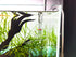 Glass Lily Pipe Outflow - Surface Skimmer for Planted Tank Aquarium (17mm for 16/22mm tubing)