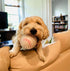3 Pack 3.5" Squeaky Spiky Dog Balls - Premium Durable Non-Toxic Rubber for Medium to Large Dogs