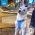 Best Pet Supplies All Weather Mesh Reflective No Pull Harness for Small Medium Dogs, Cats - Baby Blue, Size L