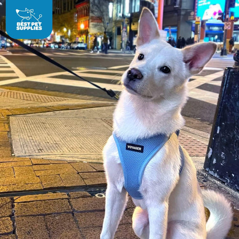 Best Pet Supplies All Weather Mesh Reflective No Pull Harness for Small Medium Dogs, Cats, Baby Blue, XL