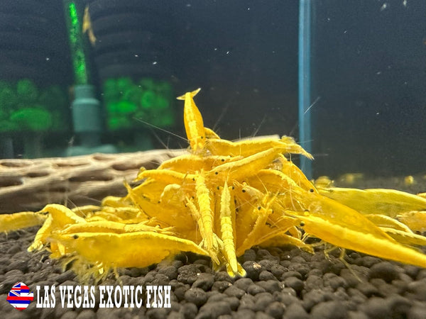 Las Vegas Exotic Fish 10 Yellow Golden Back Neocaridina Shrimp Live Freshwater Shrimp Aquarium Inverts (Yellow