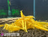 Las Vegas Exotic Fish 10 Yellow Golden Back Neocaridina Shrimp Live Freshwater Shrimp Aquarium Inverts (Yellow