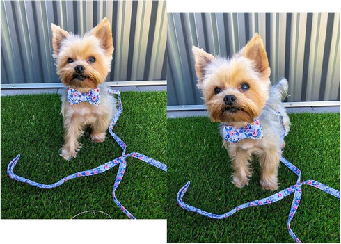 Unique Style Paws Dog Collar Bow Tie, Adjustable Collars for Dogs and Cats, Small Medium Large