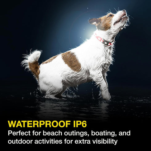 Max & Molly Rechargeable LED Dog Collar Light - Waterproof Safety Light for Night Walking, Running, Biking
