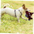 Interactive Airplane Squeaky Dog Toy - Fun Chew Toy for Pets
