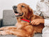 Tuff Pupper Dual Length Detangling Dog Comb, Ergonomic Combs with No-Slip Handle for Precision Control