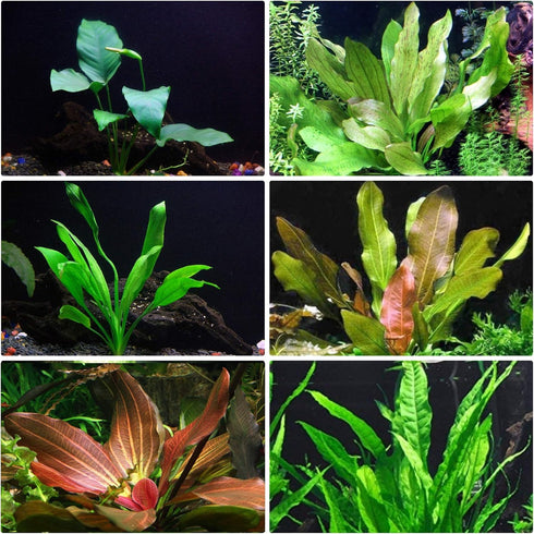 Rooted Live Aquarium Plant Bundle - 6 Easy Species | Snail Free