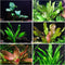 Rooted Live Aquarium Plant Bundle - 6 Easy Species | Snail Free
