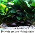 (Anubias Barteri Butterfly) Anubias, Java Fern, Moss and More! Freshwater Live Aquarium Plants on Driftwood for Aquatic