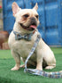 Lionet Paws Dog and Cat Collar with Bowtie, Adjustable Grid Collar for Small to Large Dogs