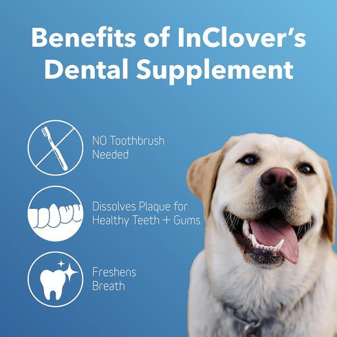 In Clover Dental Health Powder for Dogs and Cats, Natural Supplement for Dental Health, Sweeten Breath, Daily Use