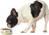 PetRageous 17011 Early Bird Cat Bowl, 2-Cup Capacity, 5-Inch Diameter, 2-Inch Tall, White, Dishwasher Safe
