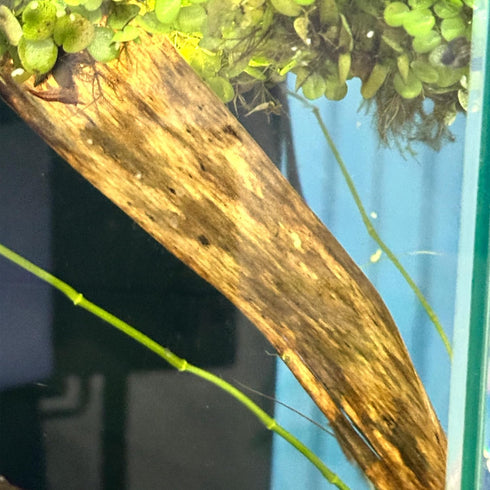 Banana Leaves for Fish and Aquarium Decoration, Natural Cherry Shrimp Leaves, Reduces Stress (5 Pack)