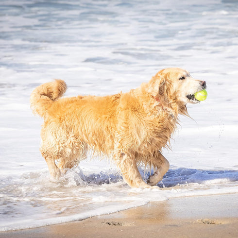 Hyper Pet Tennis Balls for Dogs, 12 Pack 2.5" for Fetch and Exercise, Great for Small Breeds