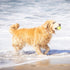 Hyper Pet Tennis Balls for Dogs, 12 Pack 2.5" for Fetch and Exercise, Great for Small Breeds