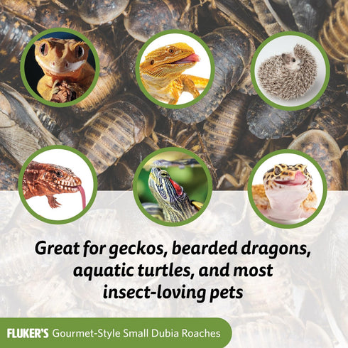 Fluker's Gourmet Canned Food for Reptiles, Fish, Birds, Small Animals, Dubia Roaches, 1.2 oz