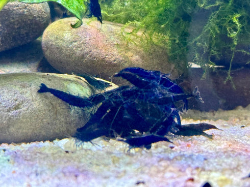 (10 (+1)) Blue Diamond Shrimps (Ocean Blue Shrimps) Live Freshwater Shrimp Aquarium Neocaridina Inverts RCS Shrimps