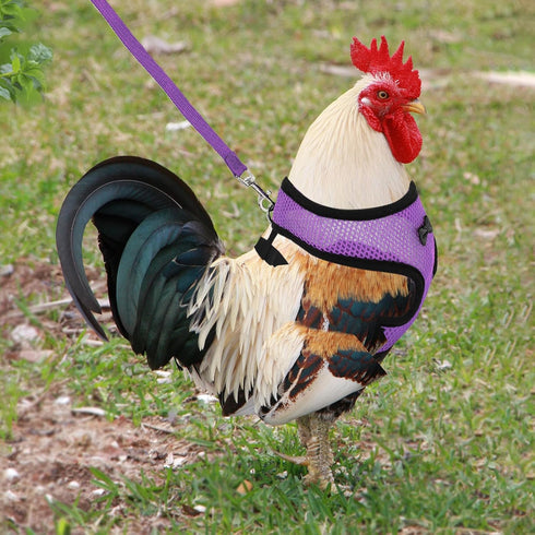 LUODAKA 4Pcs Adjustable Chicken Harness Safe Convenient Breathable Comfortable Suitable for Small Animal Training Can