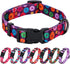 Rhea Rose Girl Dog Collars, Fall Daisy Pattern Colorful Flowers Print for Female Dogs (Dark Purple, Large)
