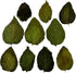 Awesome Aquatic Mulberry Shrimp Leaves, Organic Treat for Aquarium Fish & Shrimp, 10 pk