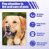 100 Set Set Pieces Dog Toothbrush Kit Double-Headed Toothbrush Long Handle Tooth Brush Soft Bristle Pet Tooth Brush