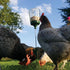 Omlet 300g 2 Poppy Peck Toy | Interactive Slow-Feed Chicken Treat Dispenser | Boredom Busting Enrichment for Hens |