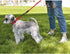 haapaw Martingale Dog Collar 2 Packs with Quick Release Buckle, Reflective Training Collars for Small Medium Large Dogs