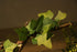 AQUA KT Reptile Corner Branch Terrarium Plant Decoration with Suction Cup for Lizard Snake Climbing