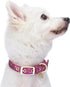 Blueberry Pet Adjustable Dog Collar in Cerise Pink, Glam Life Gold Stamping Lace, Neck 7.5-10", for Small Breed