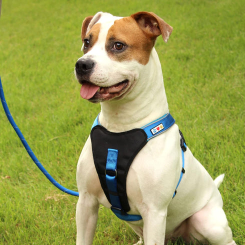 Pawtitas 6FT Training Dog Leash, Durable Small Rope Leash, Premium Quality Heavy Duty Lead, Strong Comfortable, Blue