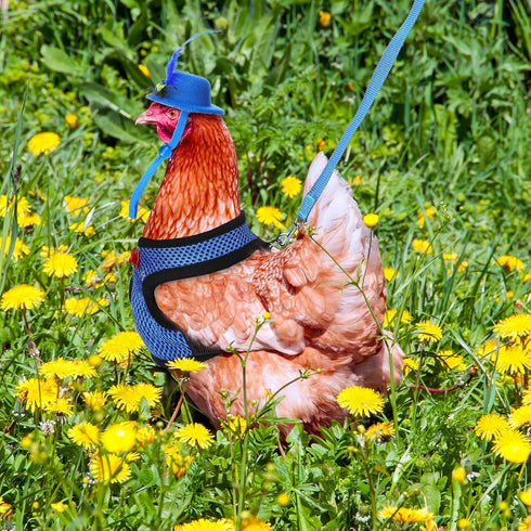 9 Pcs Chicken Harness with Leash and Hats Set, Funny Accessories for Hens, Duck, Goose, Parrot, Adjustable Training
